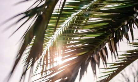 10 Best Summer Perfumes 2024